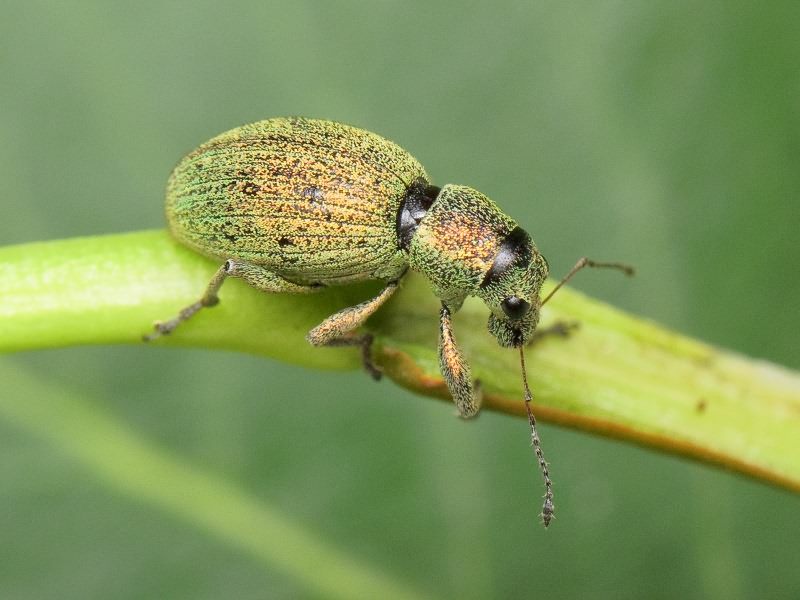Eusomus ovulum Germar, 1824